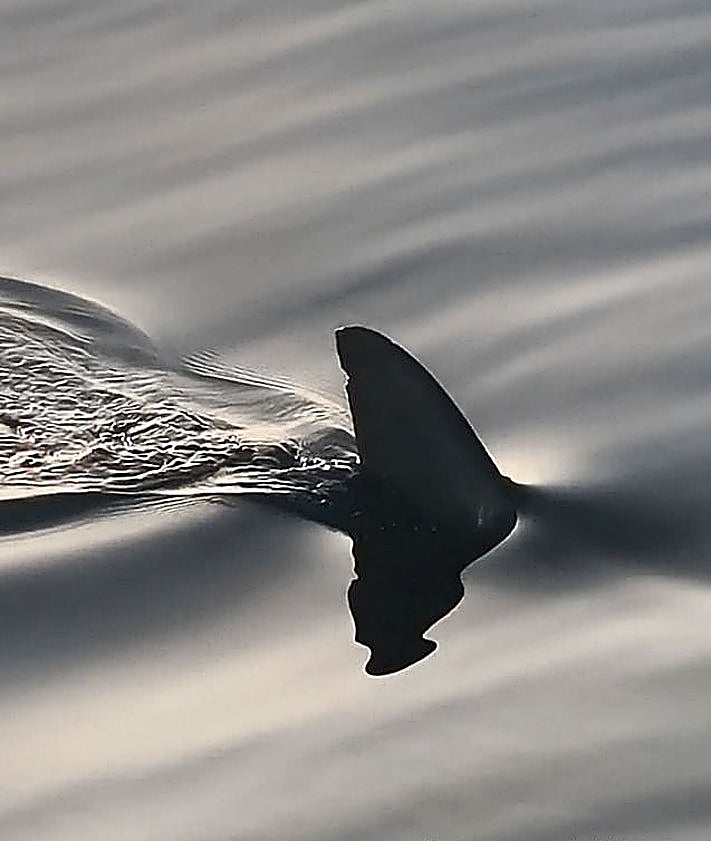 Imagen secundaria 2 - Photos of the shark taken from the boat