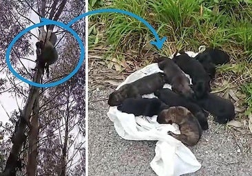 These are the pups found and rescued in Castañeda (Cantabria).