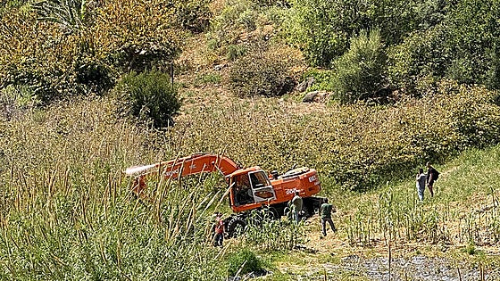 Nerja tree felling sparks activists' outrage and leads to protest with two arrests
