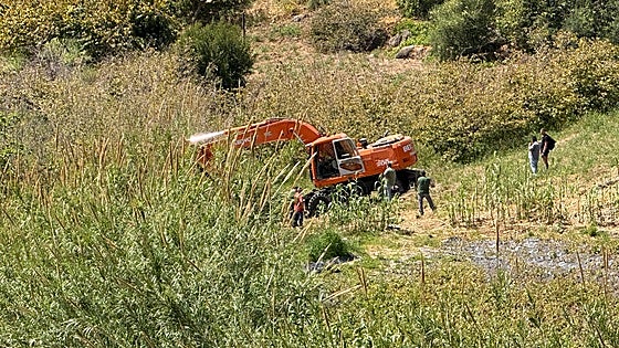 Two arrested in protest against tree felling in Nerja
