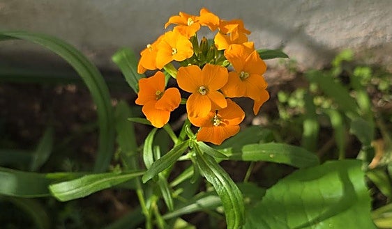 Common wallflower