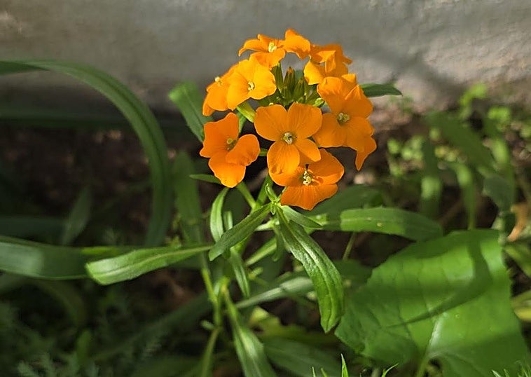 Common wallflower
