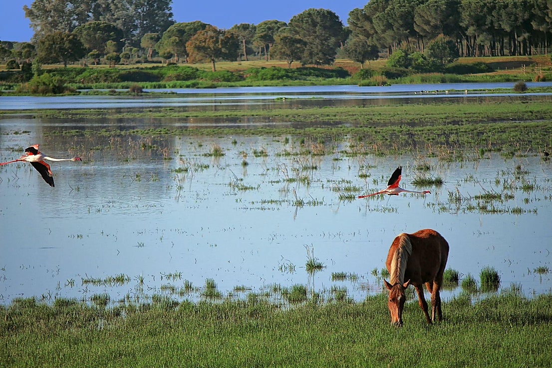 Doñana Park in pictures