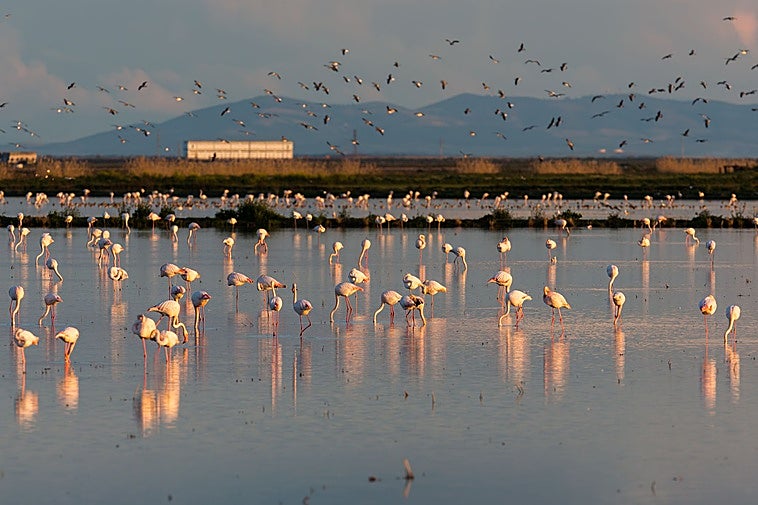 Doñana wetlands recover after rain but experts warn of long-term ecological crisis