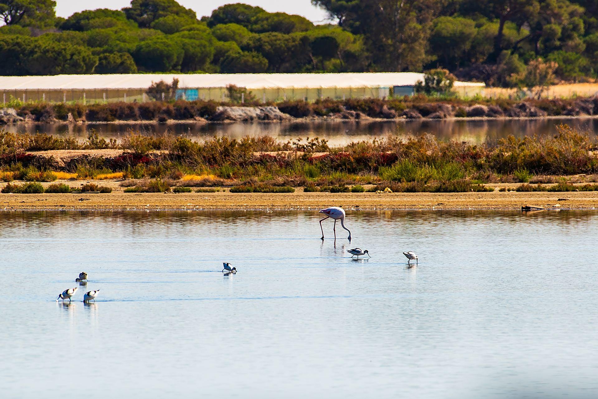 Doñana Park in pictures