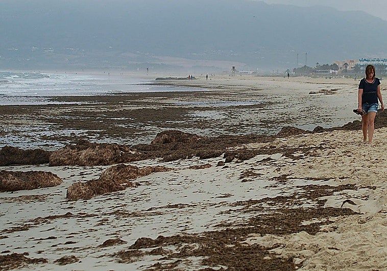 Citizen science: 'eyes' wanted to monitor the invasion of Asian seaweed on Granada's beaches