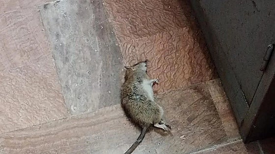 Mijas police report rat infestation at barracks