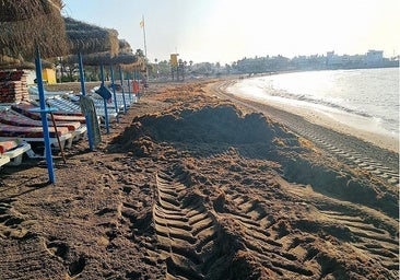 Asian seaweed crisis declared 'force majeure' in Andalucía