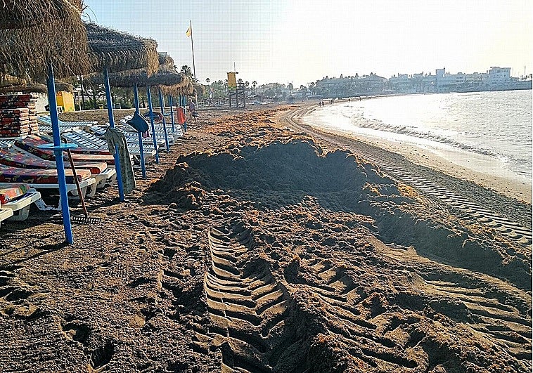 Asian seaweed crisis declared 'force majeure' in Andalucía
