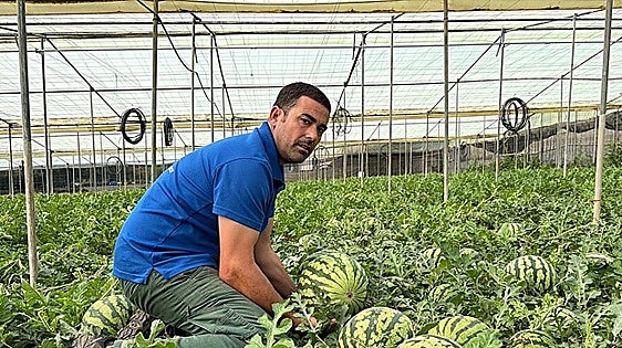 Granada province growers bring forward watermelon harvest due to threat of Tobacco Thrips pest