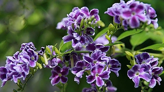 Duranta erecta, a colourful tropical shrub