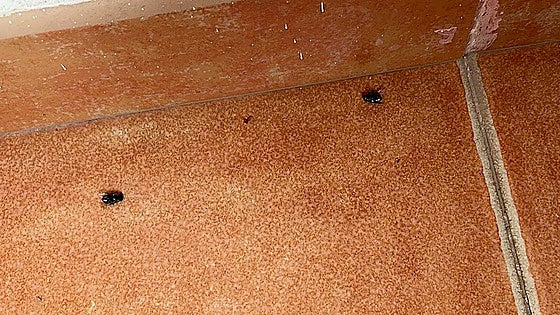 Malaga coastal town residents concerned over 'infection outbreak' in their building following corpse discovery