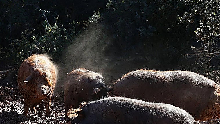 The pork sector is one of the biggest beneficiaries following the meeting between the Spanish and Chinese delegations.