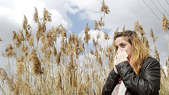 Malaga province records extreme pollen levels causing suffering for many allergic residents