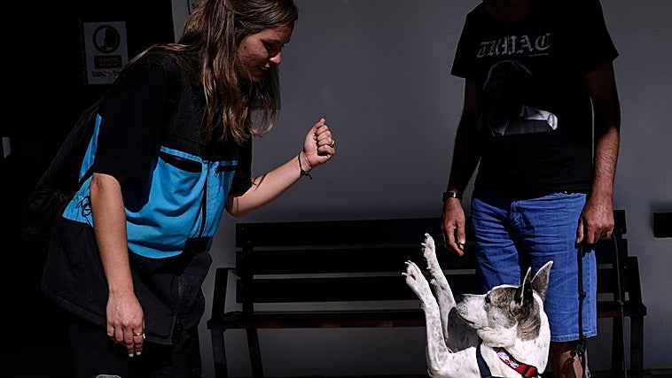 Dogs: the best friends for your mental health