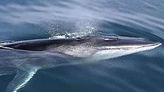 Gibraltar authorities remind all boat and jet-ski users to respect marine wildlife rules