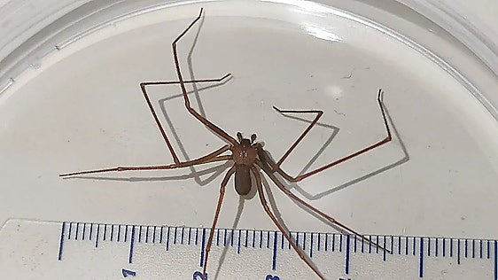 Malaga residents describe what it's like to get bitten by Mediterranean recluse spider