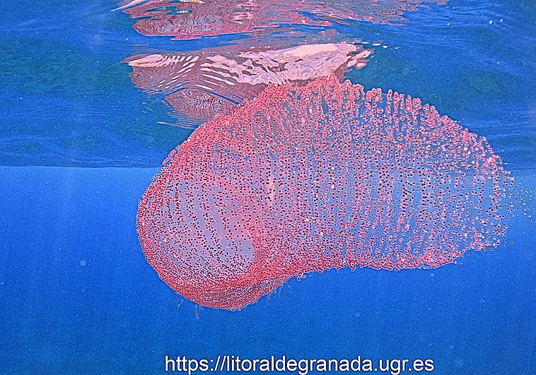 Diamond squid eggs found off Velilla Beach in Almuñécar on Tuesday.