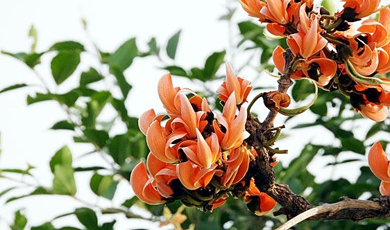 Butea monosperma