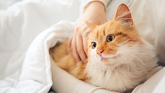 Online ‘misinformation’ could put pets at risk, warns vet charity