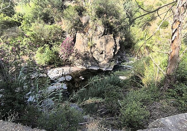 Abundant riverbank vegetation