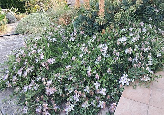 Caperberries