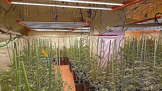 Axarquía marijuana plantation discovery leads to two arrests