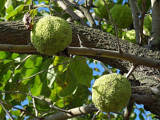 The Osage orange