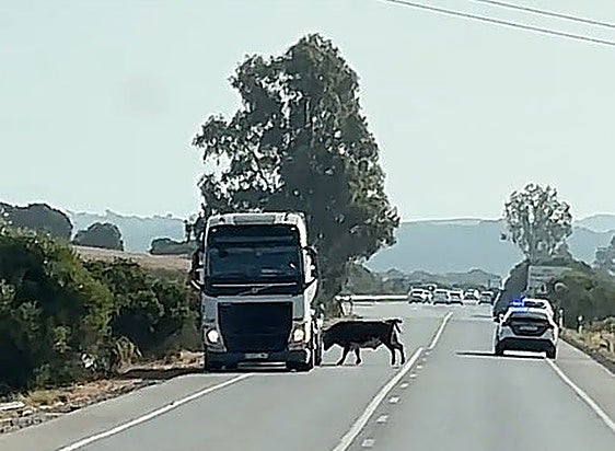 Loose bull charges vehicles on a road in Cadiz province