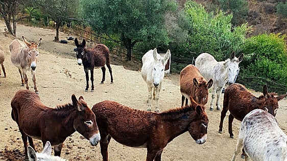 Donkey Dreamland launches appeal to fund wildfire protection measures