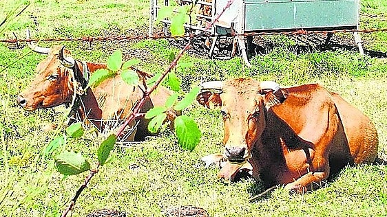 Huelva man saves two cows from the slaughterhouse and keeps them as pets