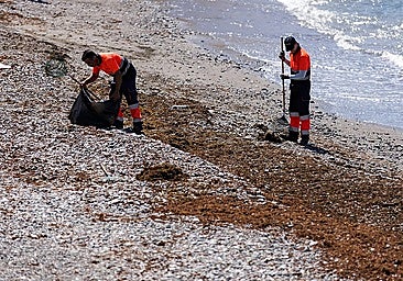 Workers from Malaga's municipal cleaning company Limasam removing seaweed from the beach at Baños del Carmen.
