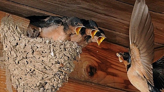Historic return? Barn swallows suspected to be nesting on the Rock for first time in decades