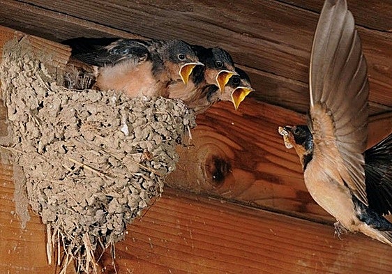 Historic return? Barn swallows suspected to be nesting on the Rock for first time in decades