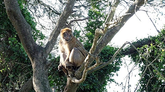 National species to be formally recognised in Gibraltar law