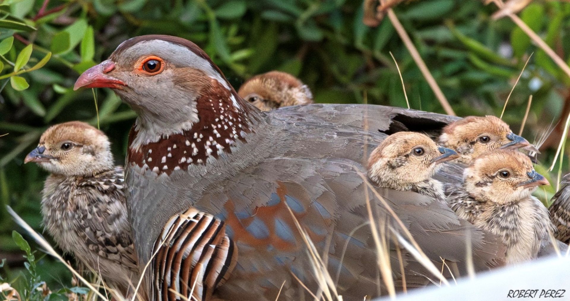 The Barbary partridge.