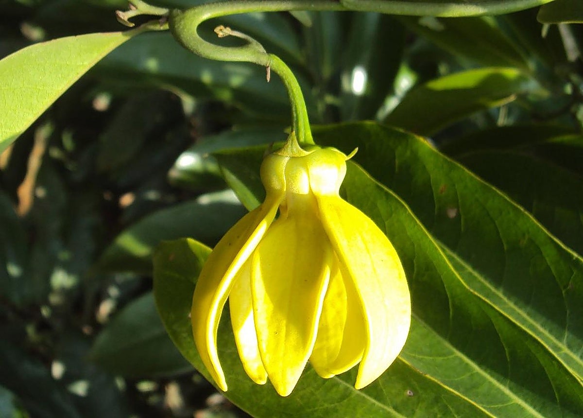 Climbing ylang ylang