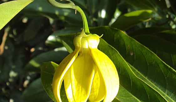 Climbing ylang ylang