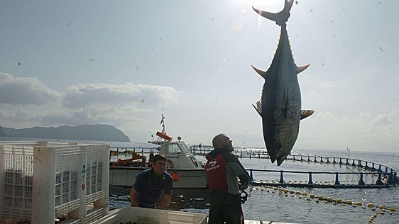 Gibraltar environmental department pauses bluefin tuna season until August