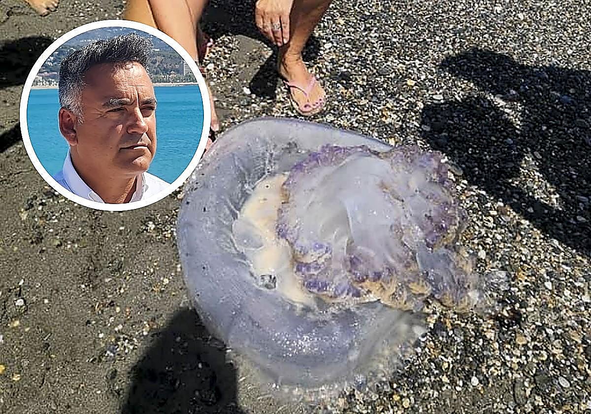 Will there will be lots of jellyfish on Granada's Costa Tropical this summer? An expert explains how to tell