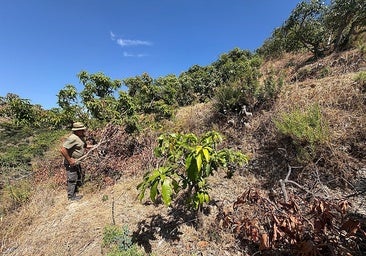 Winter storms have 'ruined' subtropical fruit harvest on Granada province's Costa Tropical