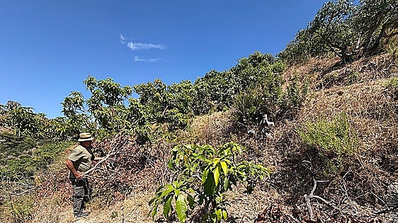 Winter storms have 'ruined' subtropical fruit harvest on Granada province's Costa Tropical
