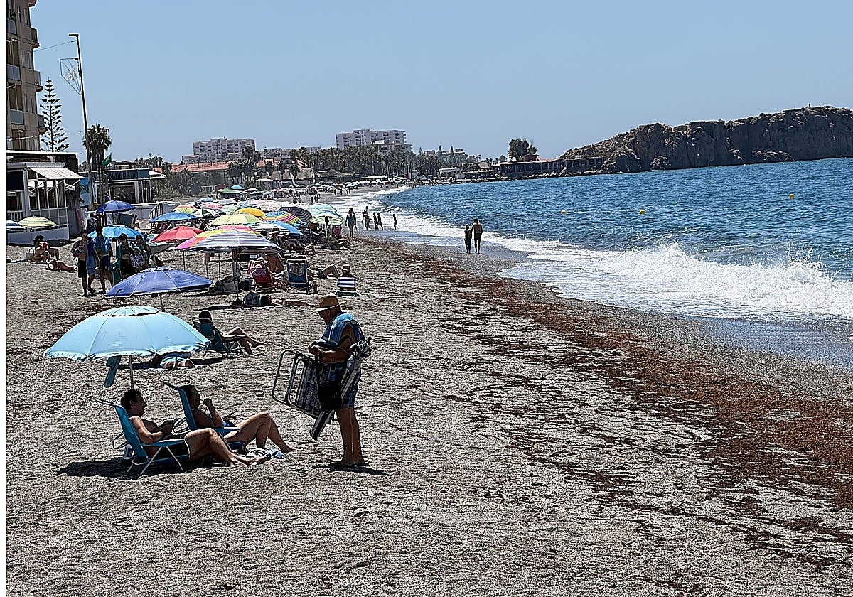 Asian seaweed returns to the beaches of Granada province's Costa tropical