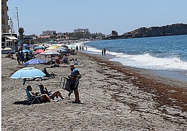 Asian seaweed returns to the beaches of Granada province's Costa tropical