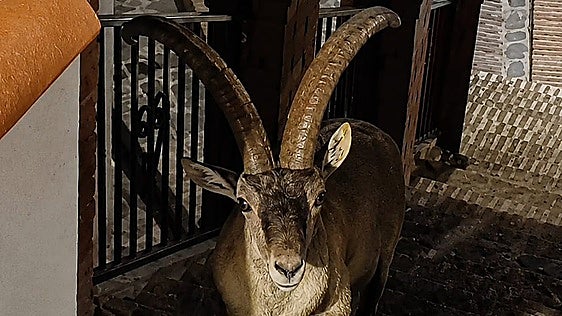 Mountain goats return to Axarquía village to enjoy summer nights out