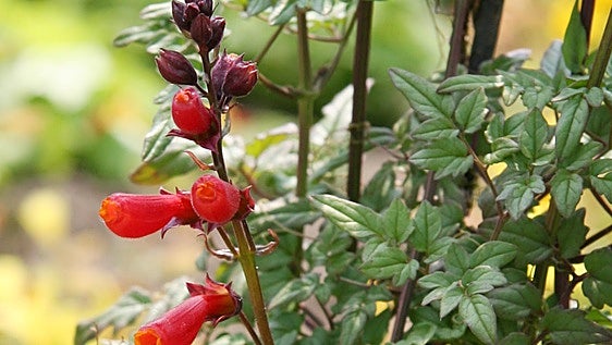 Chilean glory vine