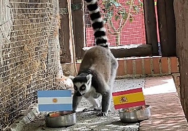 Julien the lemur wasted little time in making his prediction.
