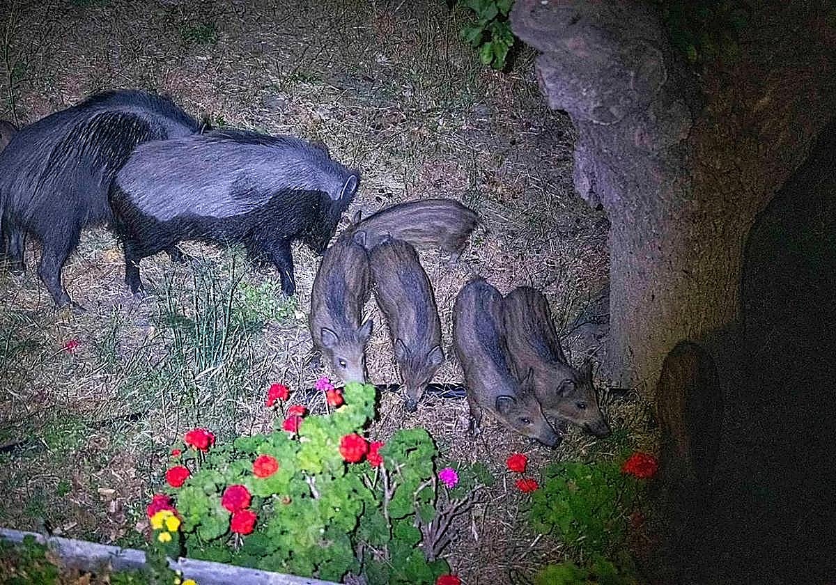 Five people injured in accident with wild boar in Granada province