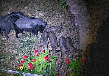 A herd of wild boars, in a file photo.