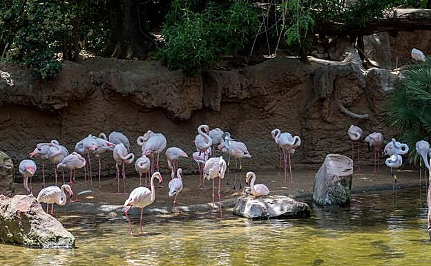 Flamingos at the Bioparc Fuengirola.